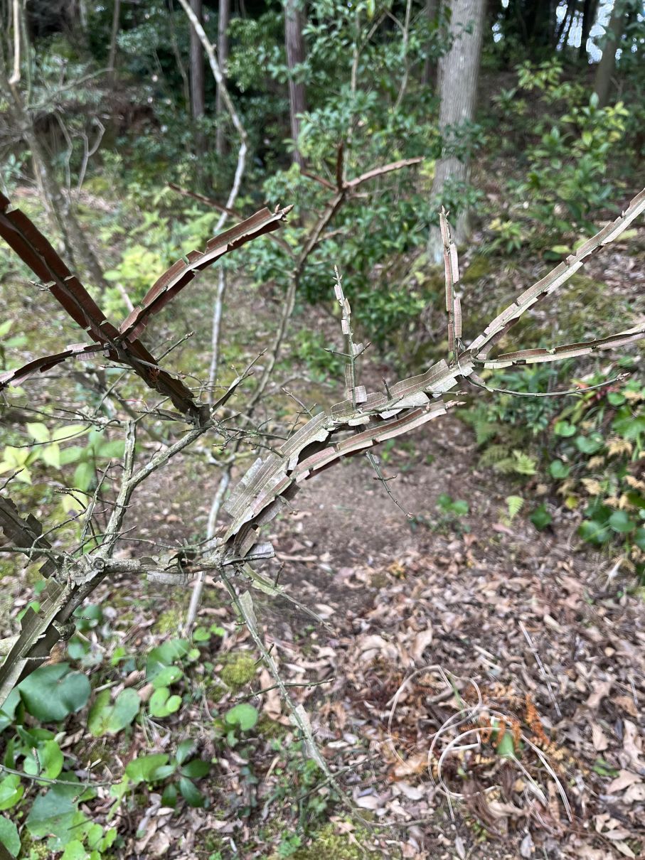 なんの木でしょう